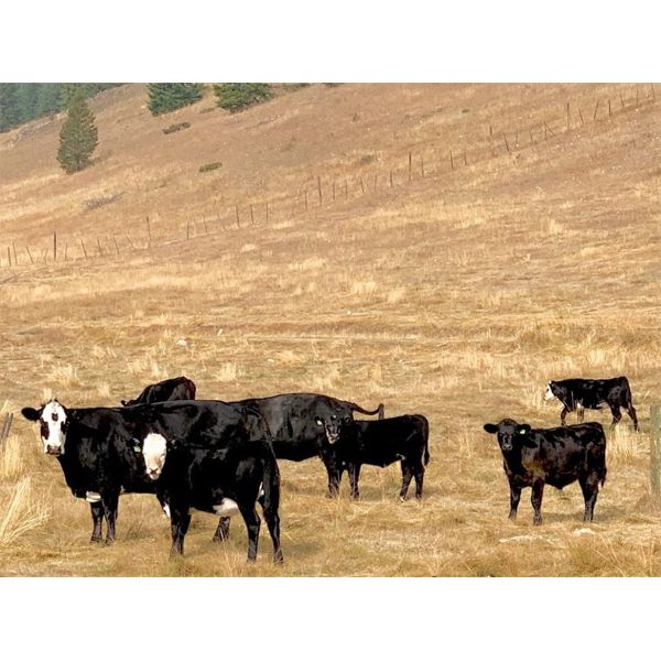 Blue Goose Cattle Co. - 575# Steer Calves - 100 Head (Loon Lake, BC)