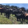 Image 5 : Blue Goose Cattle Co. - 575# Steer Calves - 100 Head (Loon Lake, BC)
