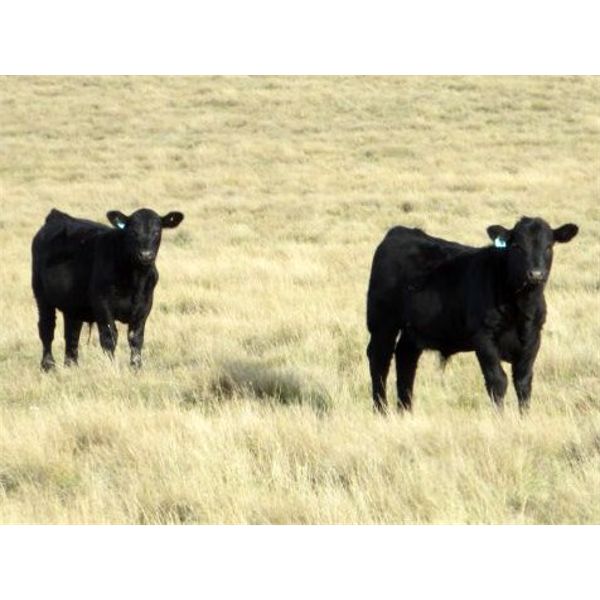 John Peterson - 575# Steer Calves - 110 Head (Leader, SK)