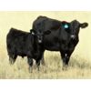 Image 2 : John Peterson - 575# Steer Calves - 110 Head (Leader, SK)