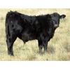 Image 3 : John Peterson - 575# Steer Calves - 110 Head (Leader, SK)
