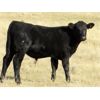 Image 4 : John Peterson - 575# Steer Calves - 110 Head (Leader, SK)