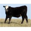 Image 6 : John Peterson - 575# Steer Calves - 110 Head (Leader, SK)