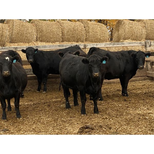 Cornerglen Ranching - 1025# Heifers - 43 Head (Westlock, AB)