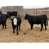 Image 2 : Cornerglen Ranching - 1025# Heifers - 43 Head (Westlock, AB)