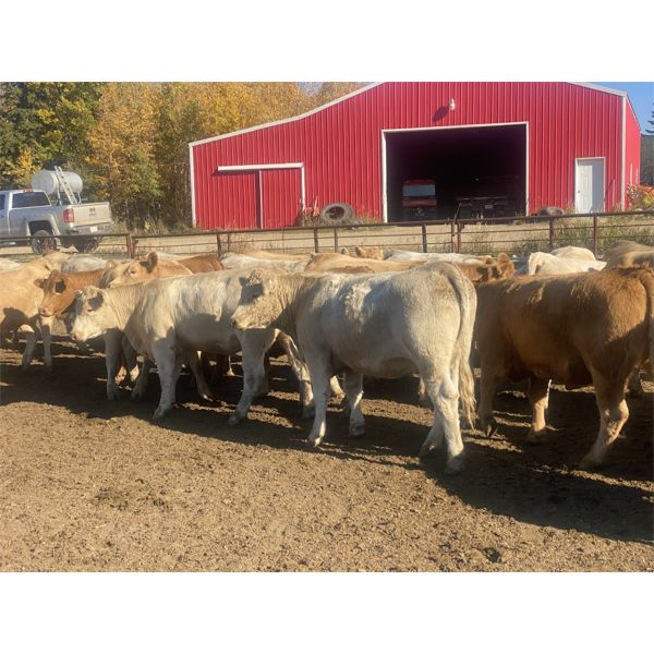 Jeff & Jenise Robertson - 1010# Heifers - 106 Head (Gainford, AB)