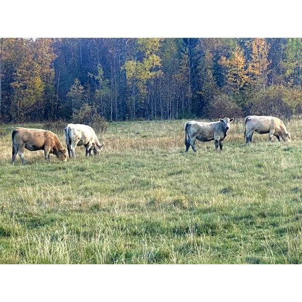 Midpoint Farms - 800# Heifers - 80 Head (Drayton Valley, AB)
