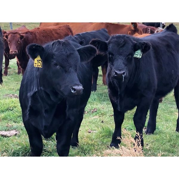 Vandeligt Farms - 760# Steer Calves - 70 Head (Jarvie, AB)