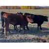 Image 2 : Vandeligt Farms - 760# Steer Calves - 70 Head (Jarvie, AB)