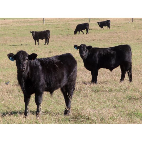 Tom Harrison - 580# Steer Calves - 90 Head (Regina Beach, SK)