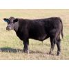 Image 3 : Tom Harrison - 580# Steer Calves - 90 Head (Regina Beach, SK)