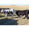 Image 4 : Tom Harrison - 580# Steer Calves - 90 Head (Regina Beach, SK)