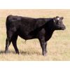 Image 6 : Tom Harrison - 580# Steer Calves - 90 Head (Regina Beach, SK)