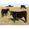 Image 7 : Tom Harrison - 580# Steer Calves - 90 Head (Regina Beach, SK)