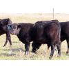 Image 8 : Tom Harrison - 580# Steer Calves - 90 Head (Regina Beach, SK)