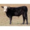 Image 3 : Forwood Livestock - 440# Bull Calves - 130 Head (Rockglen, SK)