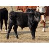 Image 4 : Forwood Livestock - 440# Bull Calves - 130 Head (Rockglen, SK)