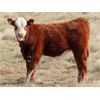 Image 5 : Forwood Livestock - 440# Bull Calves - 130 Head (Rockglen, SK)