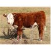 Image 7 : Forwood Livestock - 440# Bull Calves - 130 Head (Rockglen, SK)