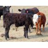 Image 8 : Forwood Livestock - 440# Bull Calves - 130 Head (Rockglen, SK)