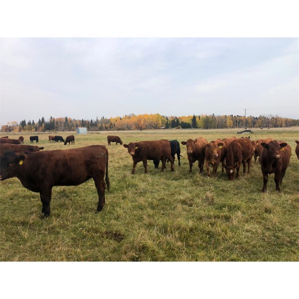 Pembina Ranching - 860# Heifers - 108 Head (Drayton Valley, AB)
