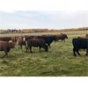 Image 2 : Pembina Ranching - 860# Heifers - 108 Head (Drayton Valley, AB)