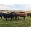 Image 3 : Pembina Ranching - 860# Heifers - 108 Head (Drayton Valley, AB)