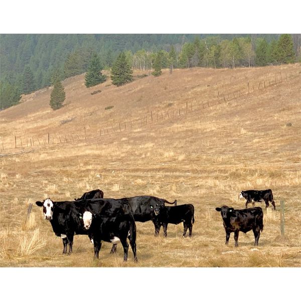 Blue Goose Cattle Co. - 575# Heifer Calves - 105 Head (Loon Lake, BC)