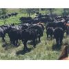 Image 3 : Blue Goose Cattle Co. - 575# Heifer Calves - 105 Head (Loon Lake, BC)
