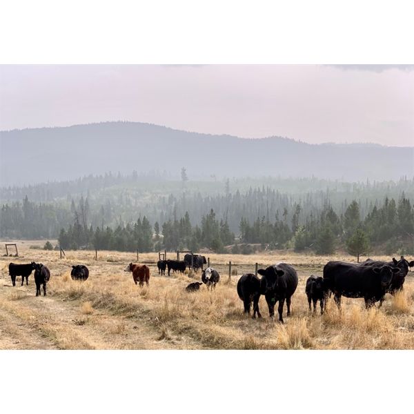 Blue Goose Cattle Co. - 520# Heifer Calves - 115 Head (Ashcroft, BC)