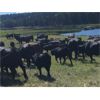 Image 2 : Blue Goose Cattle Co. - 575# Heifer Calves - 105 Head (Ashcroft, BC)