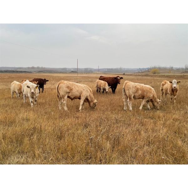 JOJ Cattle Co. - 640# Steer Calves - 150 Head (Marwayne, AB)
