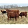 Image 3 : JOJ Cattle Co. - 640# Steer Calves - 150 Head (Marwayne, AB)