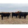 Image 4 : JOJ Cattle Co. - 640# Steer Calves - 150 Head (Marwayne, AB)