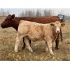 Image 5 : JOJ Cattle Co. - 640# Steer Calves - 150 Head (Marwayne, AB)
