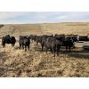 Image 1 : Bircham Ranch - 1025# Heifers - 50 Head (Piapot, SK)