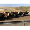 Image 2 : Bircham Ranch - 1025# Heifers - 50 Head (Piapot, SK)