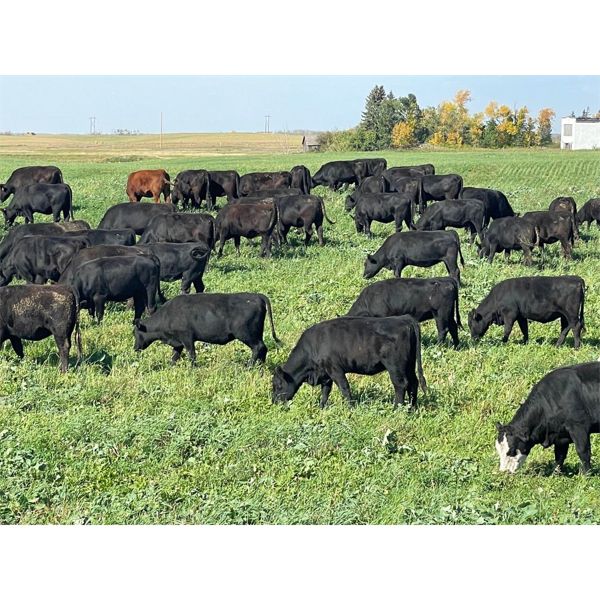 Matt Fox - 950# Heifers - 205 Head (Foam Lake, SK)