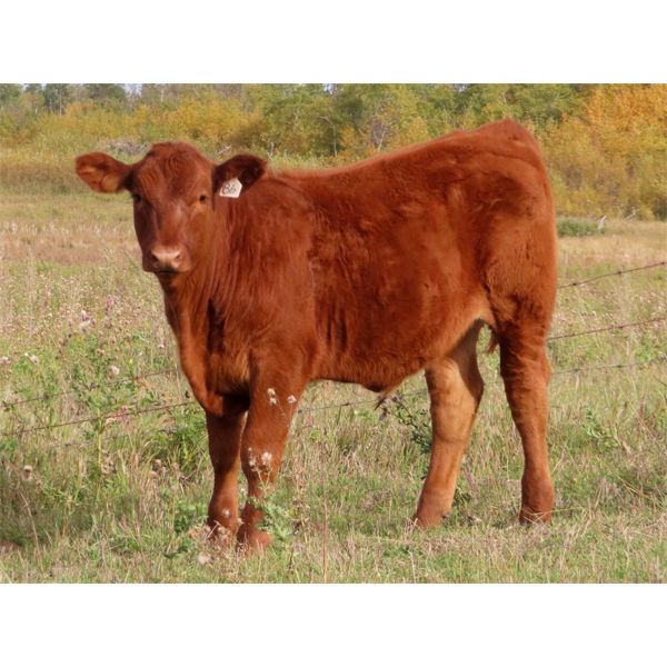 Carman Moxham - 600# Steer Calves - 35 Head (Lipton, SK)