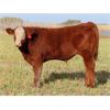 Image 2 : Carman Moxham - 600# Steer Calves - 35 Head (Lipton, SK)