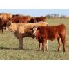 Image 3 : Carman Moxham - 600# Steer Calves - 35 Head (Lipton, SK)