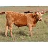 Image 4 : Carman Moxham - 600# Steer Calves - 35 Head (Lipton, SK)