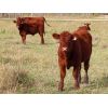 Image 5 : Carman Moxham - 600# Steer Calves - 35 Head (Lipton, SK)