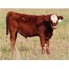 Image 6 : Carman Moxham - 600# Steer Calves - 35 Head (Lipton, SK)