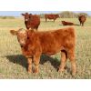 Image 7 : Carman Moxham - 600# Steer Calves - 35 Head (Lipton, SK)