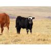Image 3 : Ryan Wells - 550# Steer Calves - 100 Head (Spring Valley, SK)