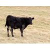 Image 5 : Ryan Wells - 550# Steer Calves - 100 Head (Spring Valley, SK)