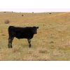Image 6 : Ryan Wells - 550# Steer Calves - 100 Head (Spring Valley, SK)