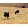 Image 7 : Ryan Wells - 550# Steer Calves - 100 Head (Spring Valley, SK)