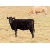 Image 6 : Ryan Wells - 525# Heifer Calves - 105 Head (Spring Valley, SK)